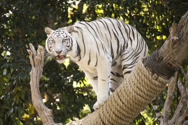 Le Tigre Blanc sur l'arbre — Photo