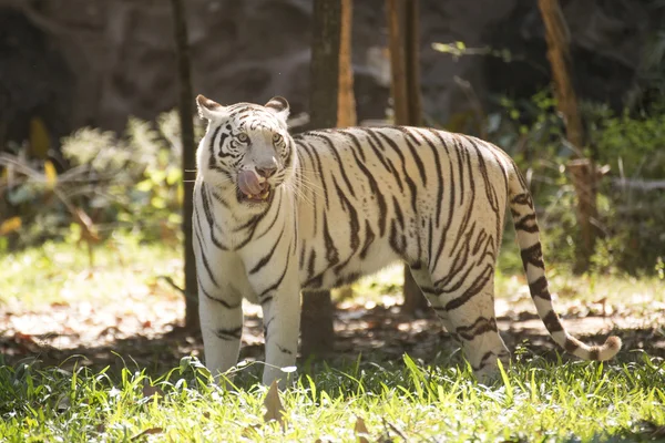 El tigre blanco —  Fotos de Stock