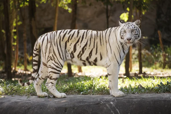 Der weiße Tiger — Stockfoto