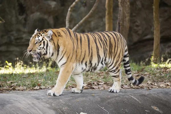 Una tigre del Bengala — Foto Stock