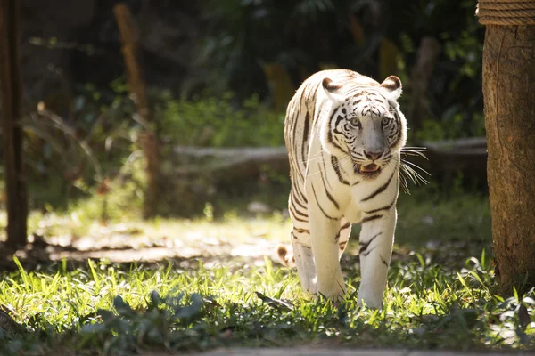 Den vita tigern går — Stockfoto