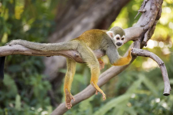 Singe écureuil sur une branche — Photo