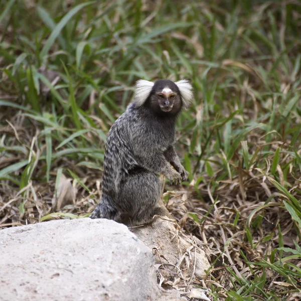 Marmoset comune sul pavimento — Foto Stock