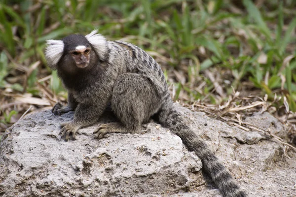 Common Marmoset on the floor — Stock Photo, Image