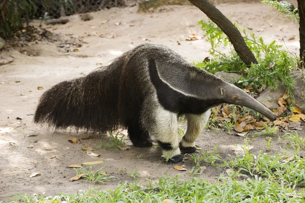 Comedora de hormigas gigante —  Fotos de Stock