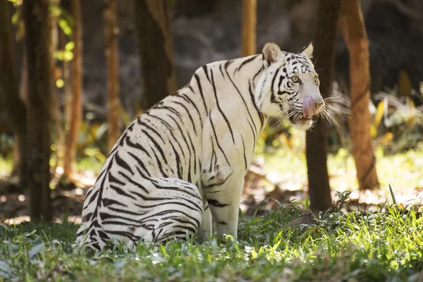 Der weiße Tiger leckt Nase mit Zunge — Stockfoto