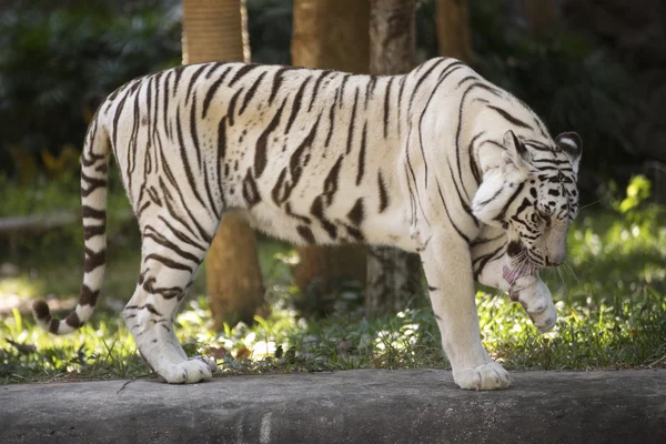 O tigre branco Lambendo a perna com a língua — Fotografia de Stock