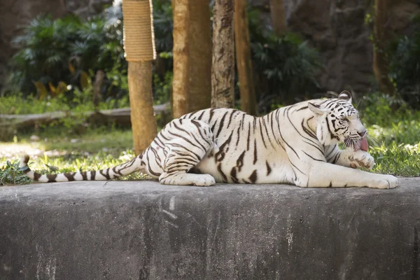 Der weiße Tiger — Stockfoto