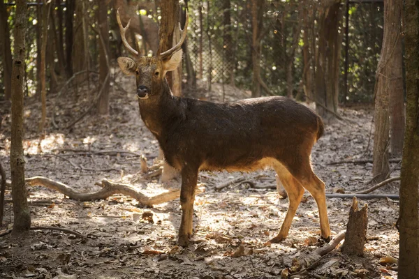 Whitetail 鹿バック — ストック写真