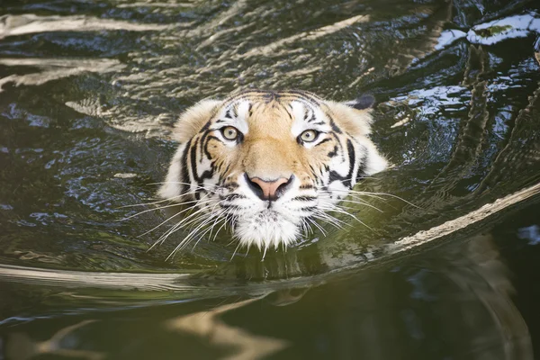 Visage rapproché du Tigre — Photo