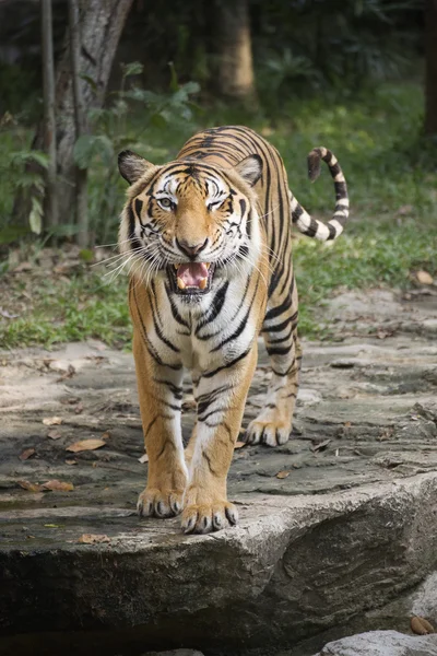 Tigre del Bengala che cammina — Foto Stock