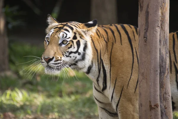 Bengalisk tiger tittar — Stockfoto