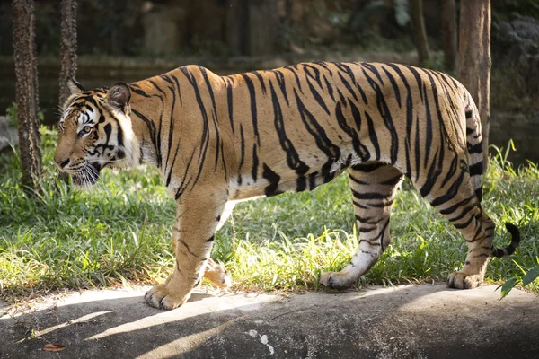 Le tigre du Bengale marche — Photo