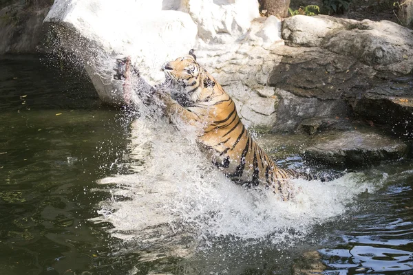 Tigre sautant de l'étang — Photo