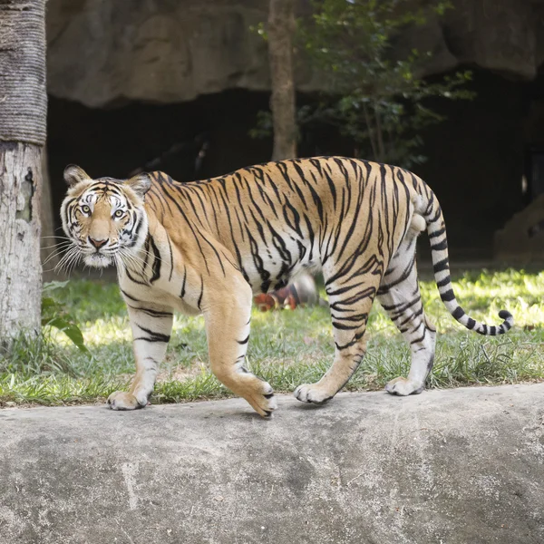 Bengal Tiger zu Fuß — Stockfoto