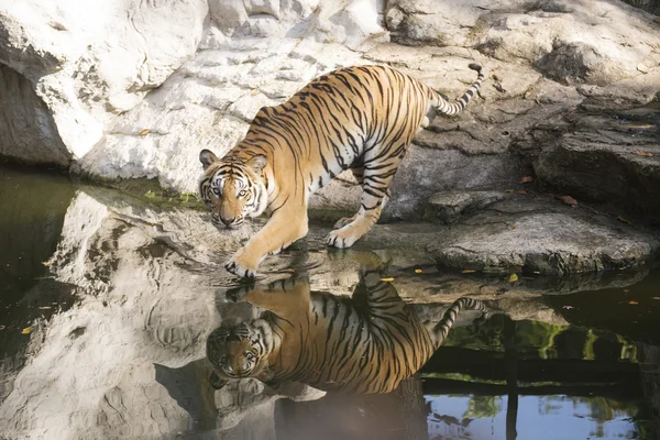 Bengal Tiger walking — Stock Photo, Image