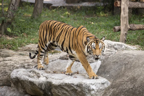 Tigre de Bengala caminando — Foto de Stock