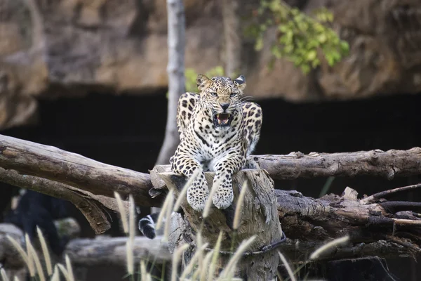 O leopardo descansa na árvore — Fotografia de Stock