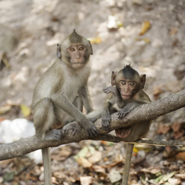 Dos monos tailandeses — Foto de Stock