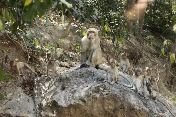 Famille De Singe Thaïlandais — Photo