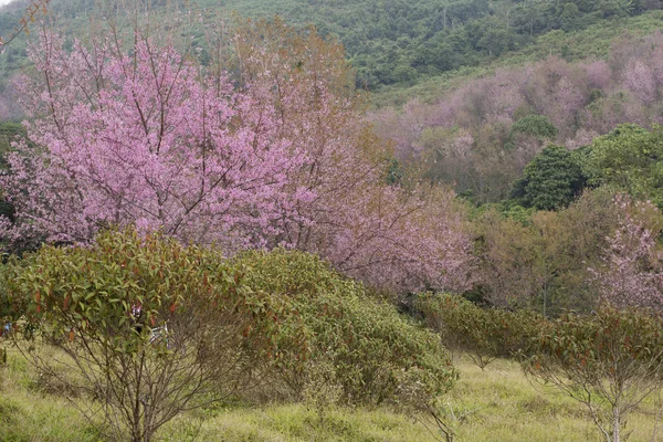 체리 꽃 (벚나무 cerasoides), 거 대 한 호랑이 꽃 — 스톡 사진