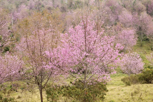 Kirschblüte (prunus cerasoides), Riesen-Tigerblume — Stockfoto