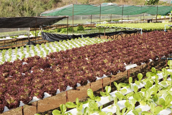 Granja de plantación hidropónica — Foto de Stock