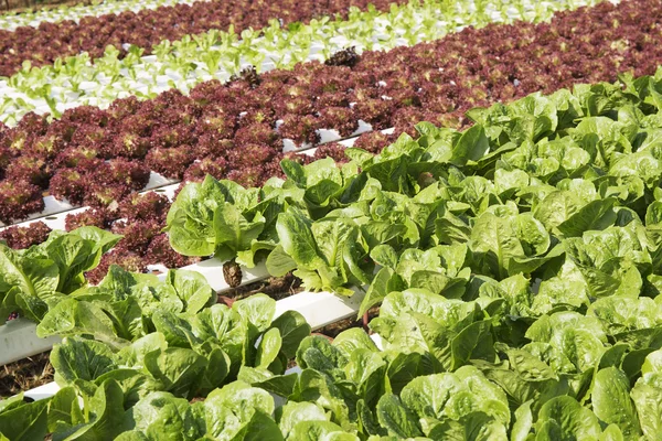 Farm of Hydroponic Plantation — Stock Photo, Image