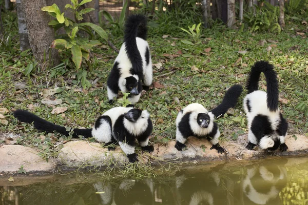 Černý a bílý načechraný lemur — Stock fotografie