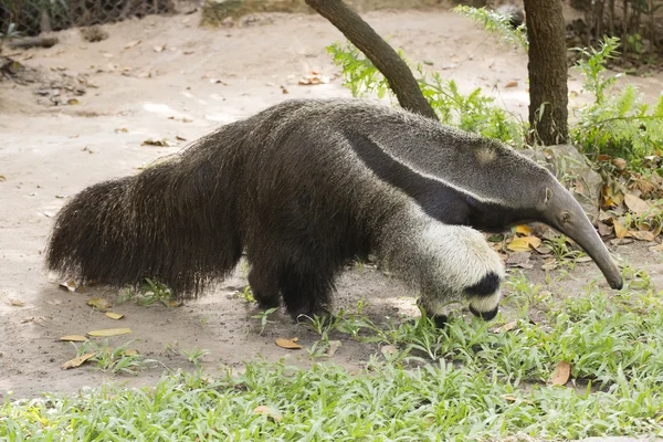 Comedora de hormigas gigante — Foto de Stock