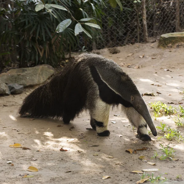 Giant ant eater — Stock Photo, Image