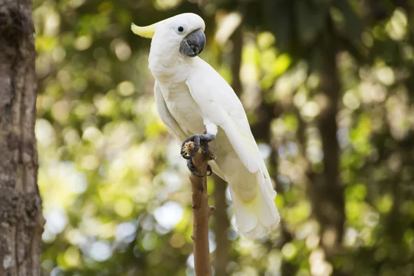 Sulphur-crested Cockatoostanding on a branch — Stock Photo, Image