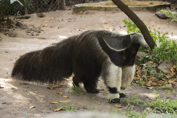 Gigantyczne mrówki eater — Zdjęcie stockowe