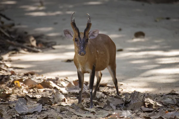 Whitetail jelenie buck — Zdjęcie stockowe