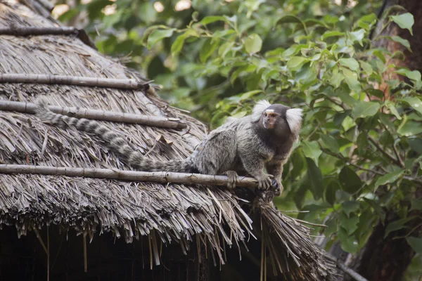 Fechar Marmoset comum — Fotografia de Stock