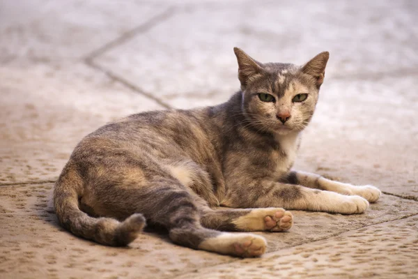Tay kedi dinlenme