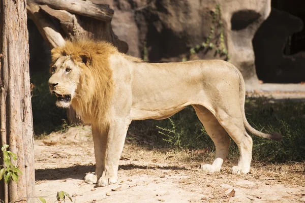 Mannetjes leeuw wandelen — Stockfoto