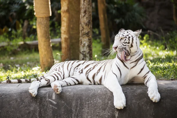 Le tigre blanc au repos — Photo