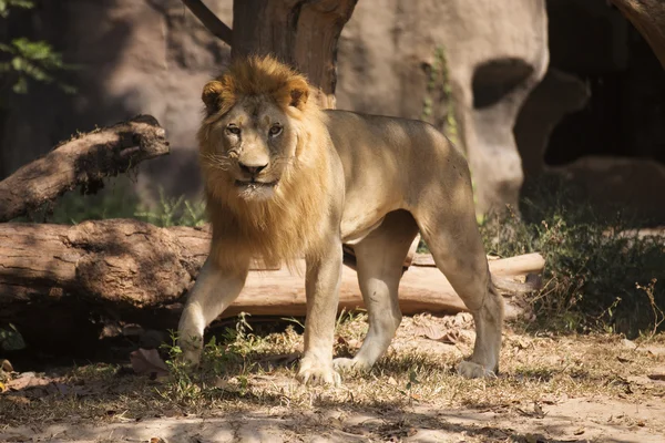 Male Lion walking — Stock Photo, Image