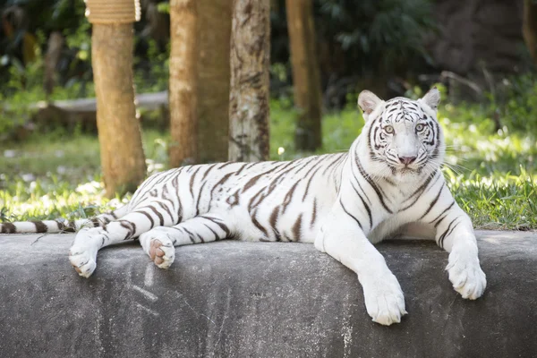 Der weiße Tiger ruht — Stockfoto