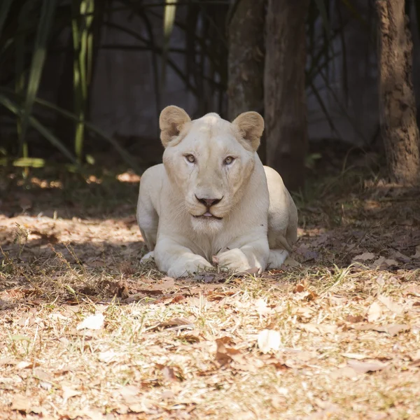 Female Lion resting — Stock Photo, Image