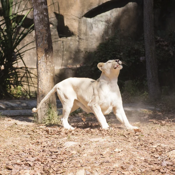 Mujer león comer — Foto de Stock