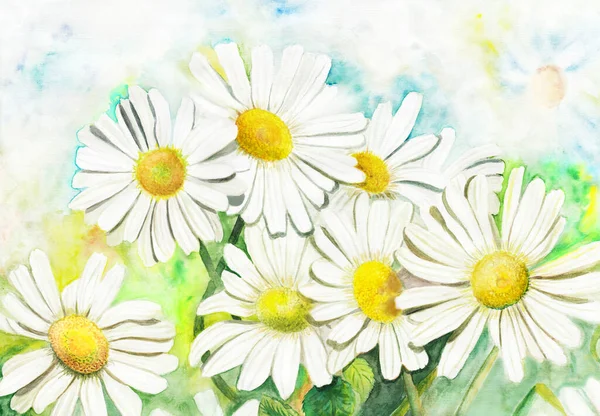 Suluboya ile boyanmış beyaz papatyalar. suluboya arkaplan