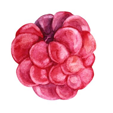 El yapımı suluboya ahududular izole edilmiş. Yaz kırmızı böğürtlen. Tatlı taze yemek. Menü, etiket, kart, tekstil, duvar kağıdı, ambalaj, kutlama için yaratıcı nesne