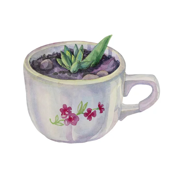 Chou vert aquarelle succulent dans une tasse de tasse en pot bleu isolé sur fond blanc. Illustration botanique. Creative printemps été objet dessiné à la main pour autocollant, fleuriste, papier peint, emballage — Photo