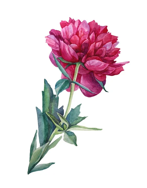 분홍빛을 띤 분홍색의 여름 꽃 이 흰색 배경에 고립되어 있다. 손으로 그린 식물. 플로 리스트, 초대, 결혼식, 축하, 카드, 벽지, 직물, 포장지, 스케치북 — 스톡 사진