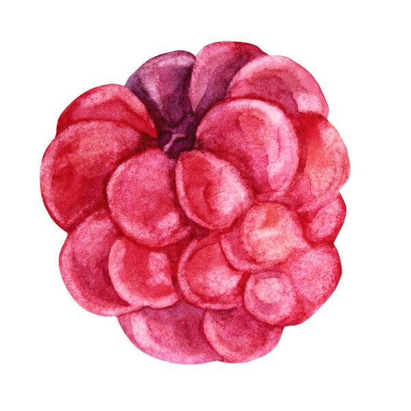 Watercolor hand-drawn raspberries isolated. Summer red plant berry. Sweet freshness food. Art creative object for menu, sticker, card, textile, wallpaper, wrapping, celebration