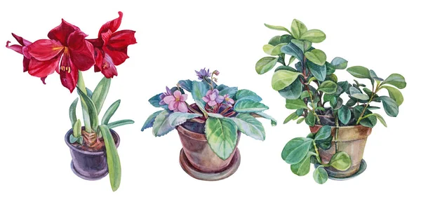 Set aquarelle plante succulente verte en pot, lys rouge, violet et feuilles isolées sur fond blanc. Objet intérieur créatif dessiné à la main pour fleuriste, ordinateur portable, autocollant, papier peint — Photo