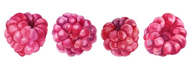 Suluboya el yapımı ahududu ayır. Yaz kırmızı böğürtlen. Tatlı taze tatlı yiyecekler. Menü, etiket, kart, tekstil, duvar kağıdı, ambalaj, kutlama için yaratıcı nesne