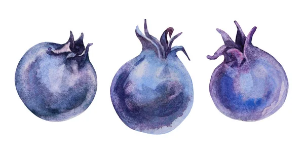 Beyaz arka planda yaban mersinli suluboya yaz tatlı yemeklerini izole et. Aquarelle menü, kart, tekstil, çıkartma, duvar kağıdı, ambalaj, kartpostal için yaratıcı taze meyve nesnesi çizdi.